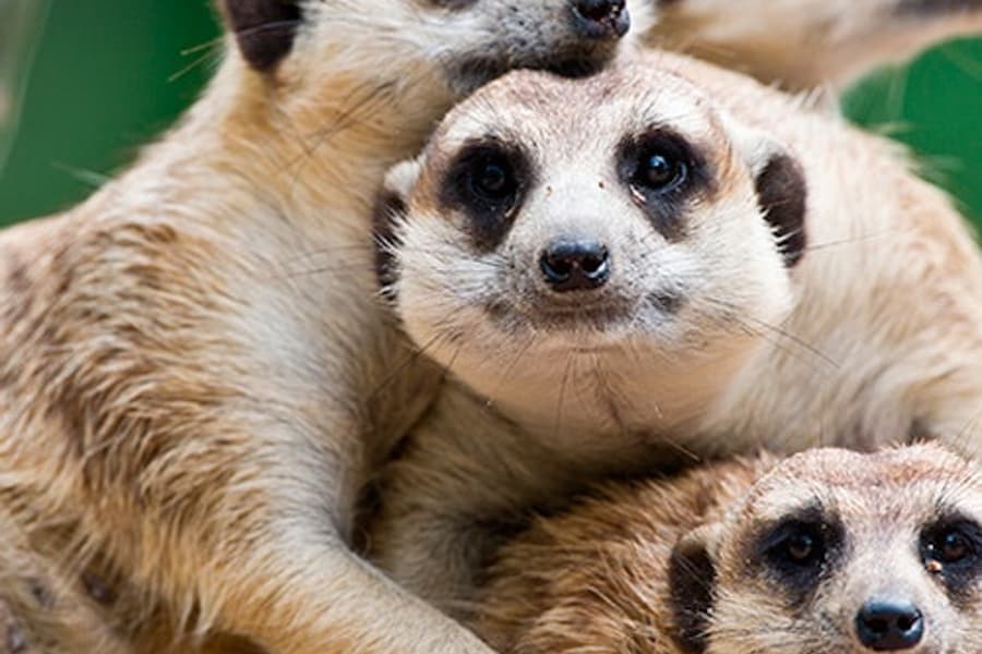 تذكرة دخول إلى تيرا ناتورا مورسيا, at Terra Natura Murcia, Murcia