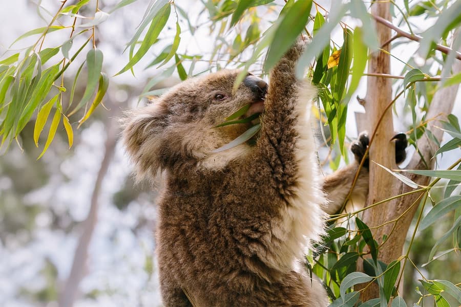 From Melbourne: Half/Full-Day Phillip Island Day Trip with Penguin Parade, Melbourne