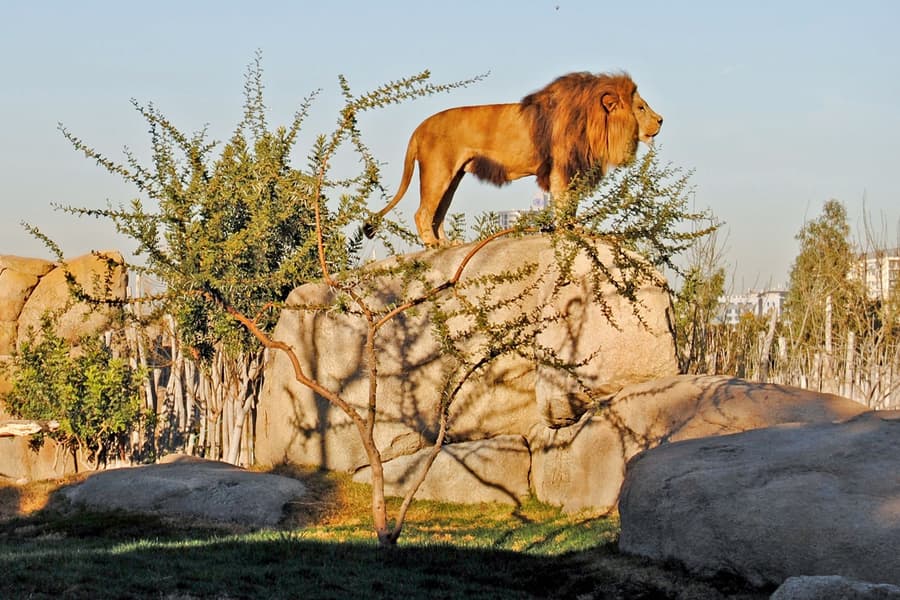 بائیوپارک والنسیا کے لائن کو چھوڑنے والے ٹکٹ, at Bioparc Valencia, Valencia