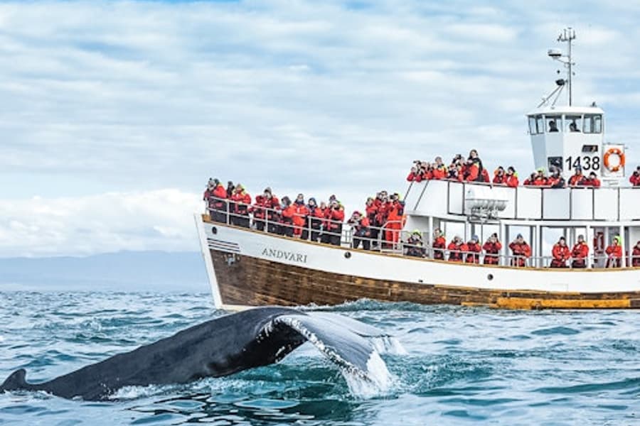 Husavík: Lawatan Menonton Paus Secara Senyap + Kudapan, at Husavik Whale Watching, Husavik