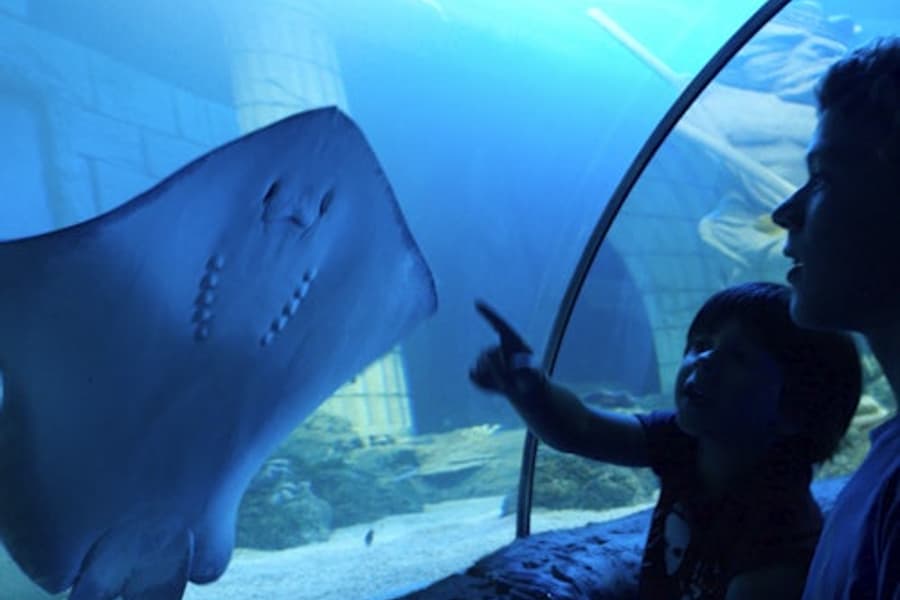 SEA LIFE Porto: Annual Pass tickets at SEA LIFE Porto
