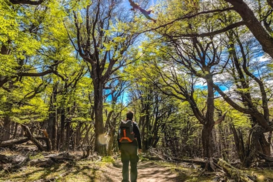 El Chaltén: Full-Day Guided Tour + Roundtrip Transfer + Lunch, El Calafate