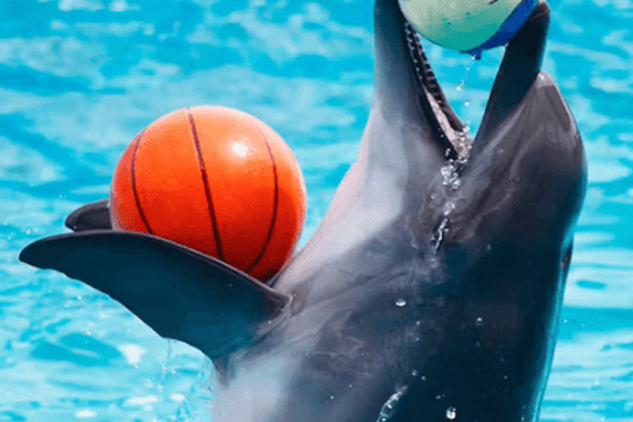 Dubai Dolphinarium: Dolphin and Seal Show, Dubai