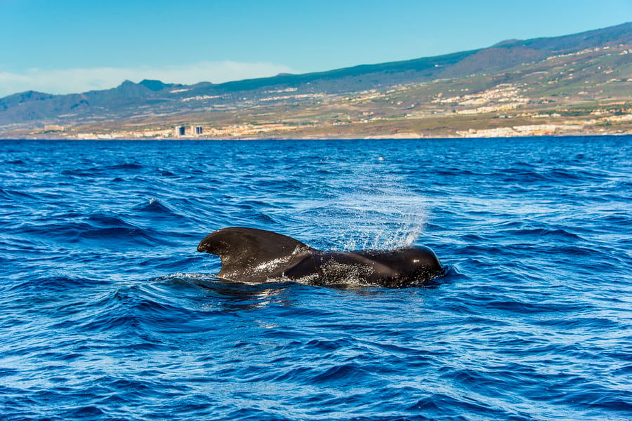 Costa Adeje: Whale & Dolphin Watching Cruise, Tenerife