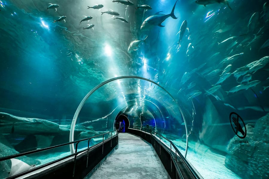 AquaRio: Rio de Janeiro Aquarium Tickets, Rio de Janeiro