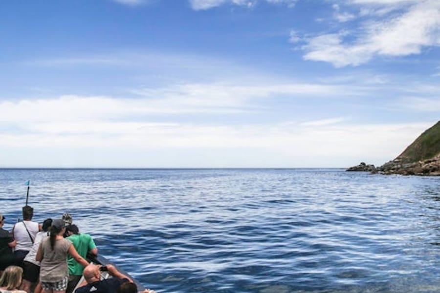 水獺島：海豹觀光巡遊, at Cape Town Sightseeing Cruises, Cape Town