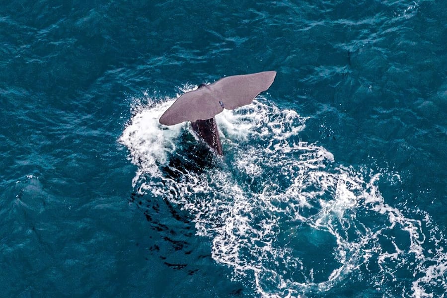 Kaikoura Whale-Watching Flight Experience, Kaikoura