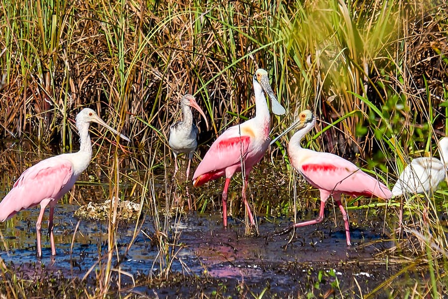 由邁阿密和勞德代爾堡出發：全天國家公園之旅，包含氣墊船及乾行, Miami
