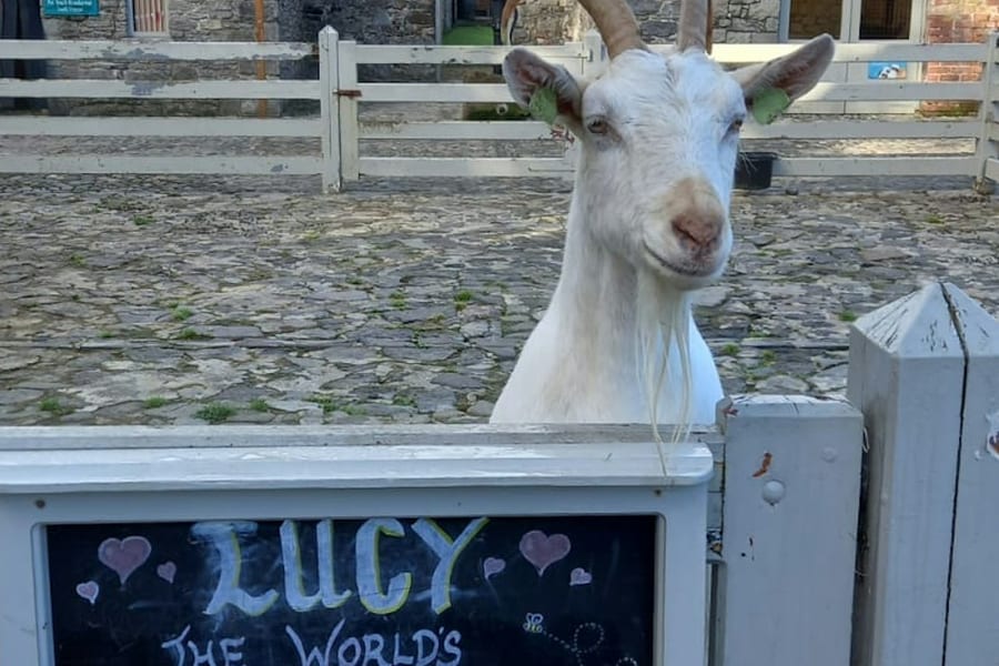 Newbridge Heritage Farm: Entry Ticket, Donabate