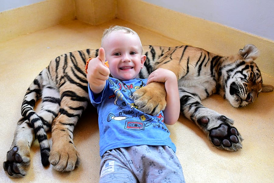 Tiger Park Tickets with Tiger Play Packages: Non-Thai Residents, at Tiger Park Pattaya