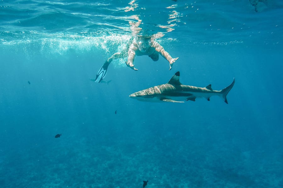 Snorkel with Sharks: Yasawa Island Day Trip With Buffet Lunch & Transfers, Denarau Island