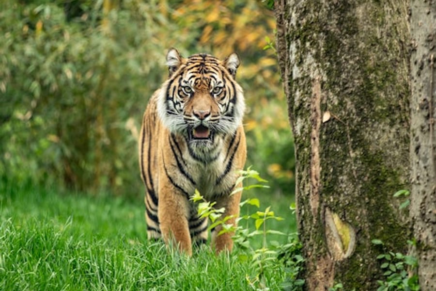 Zoo Amnéville: Tiket Laluan Pantas, Nashville