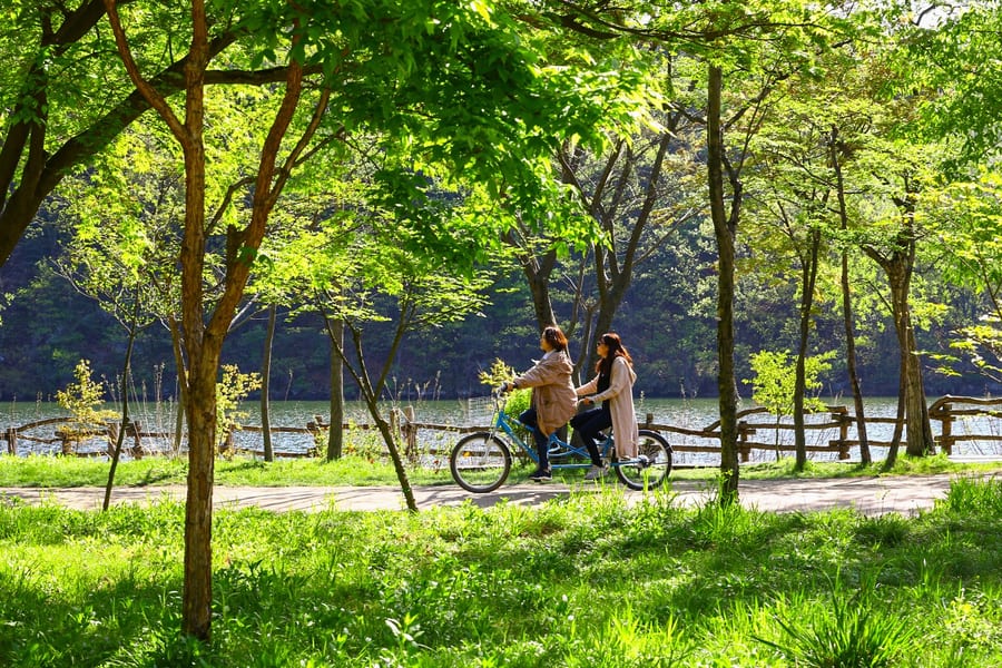 De Seul: Viagem de um Dia a Alpaca World, Ilha Nami e Jardim da Manhã Calma, Seoul