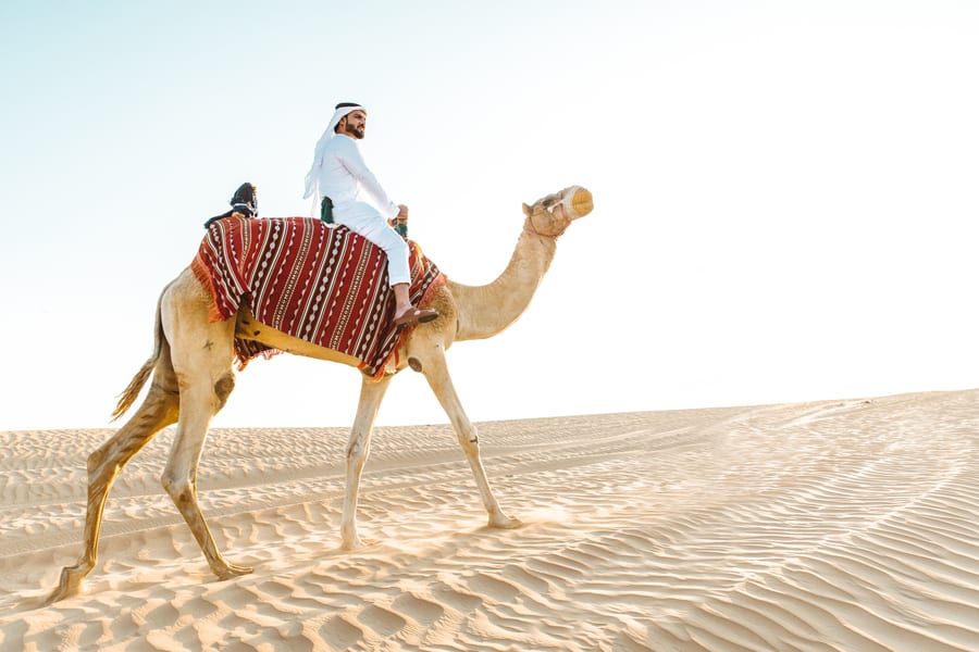 Abu Dhabi Camel Trekking Safari with Arabic Coffee & Dates, Abu Dhabi