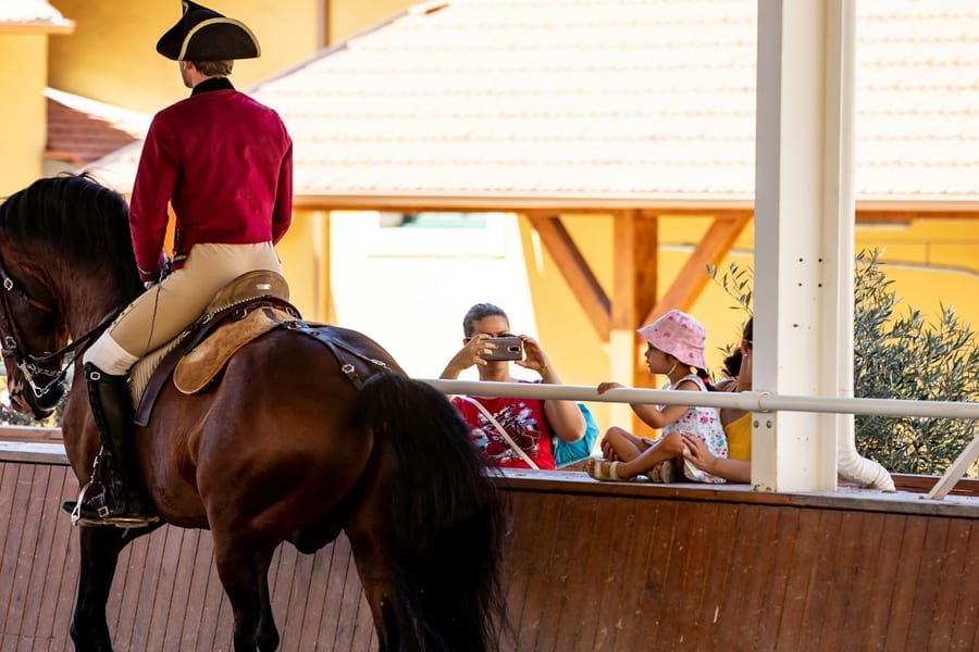 Portuguese School of Equestrian Art: Morning Training, at Portuguese School of Equestrian Art