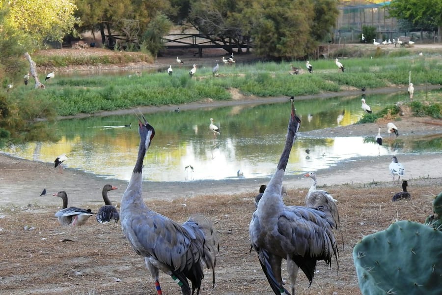 Cañada de los Pájaros Bird Reserve, at Cañada de los Pájaros