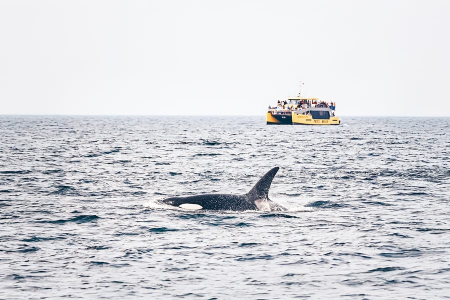 Victoria Whale Watching Tours by Covered Boat, Vancouver