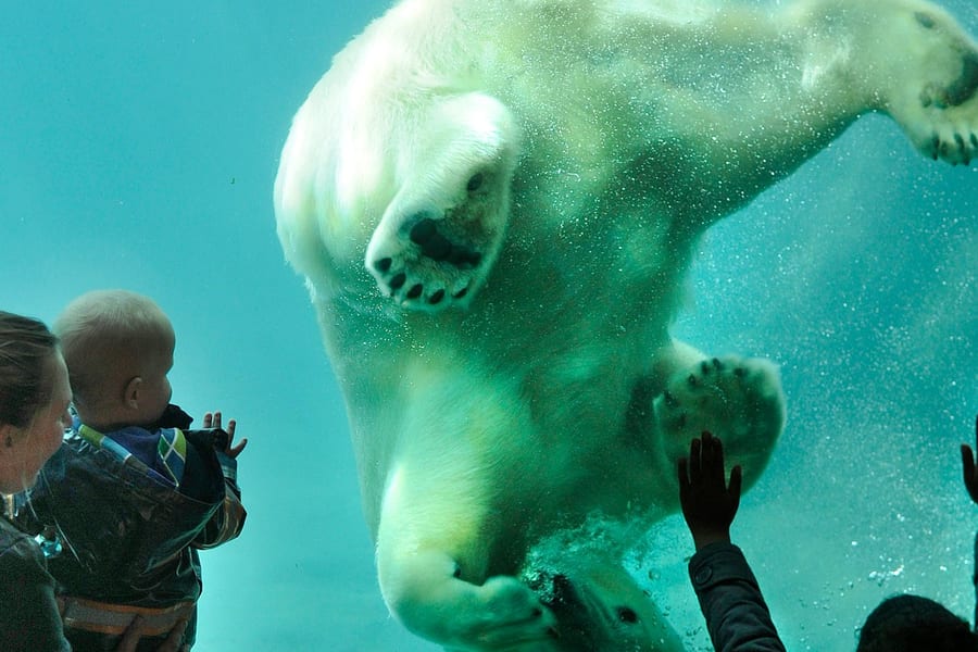 Blijdorp Rotterdam Zoo: Skip The Line Ticket, Rotterdam