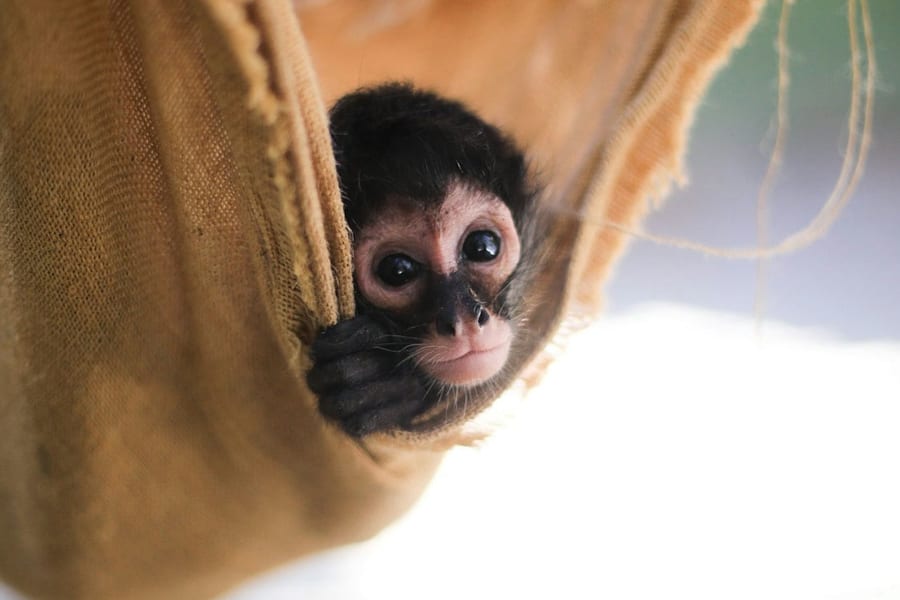 Akumal Monkey Sanctuary & Rescued Animals: Guided Tour, at Akumal Monkey Sanctuary & Rescued Animals, Playa Del Carmen
