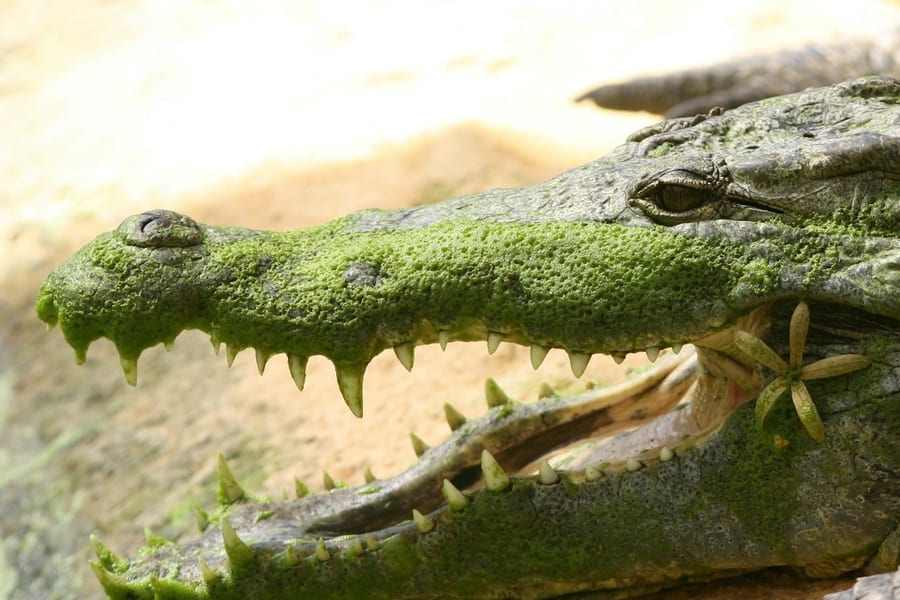 La Ferme aux Crocodiles: Entry Ticket, at La Ferme aux Crocodiles