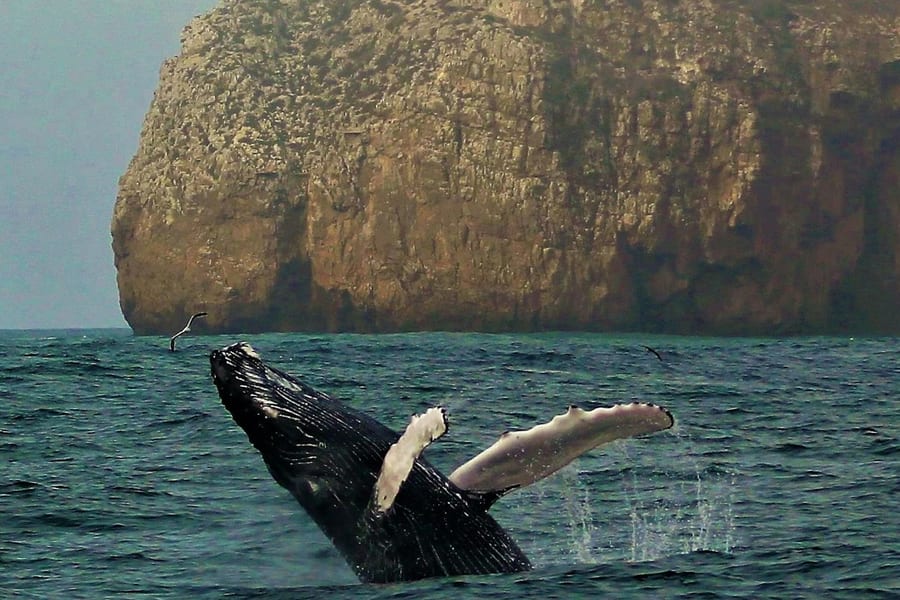 Sagres: Guided Wildlife Adventure Tour, Portimao