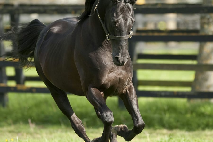 Irish National Stud & Gardens: Entry Ticket, County Kildare