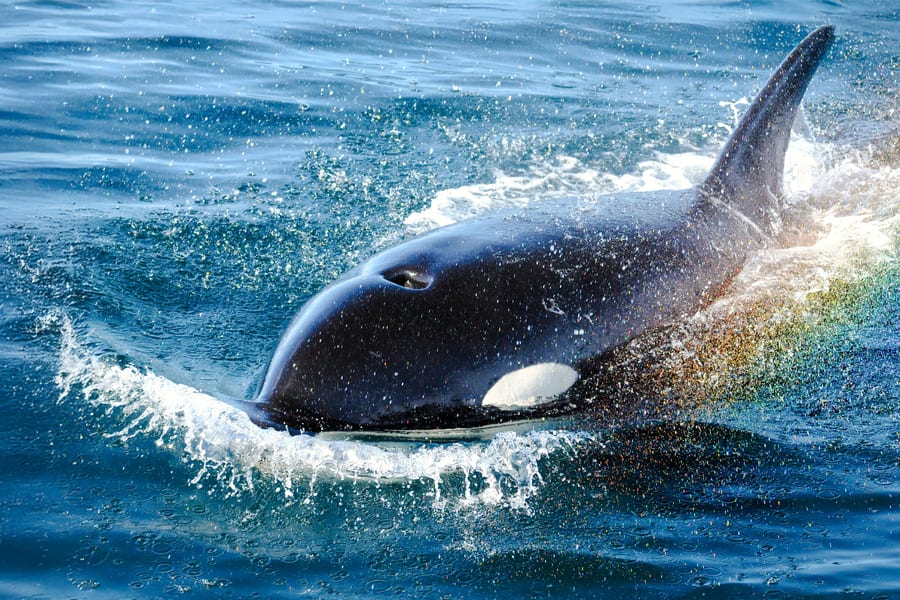 Victoria Whale Watching Tour by Zodiac (Open-Air Boat), Vancouver