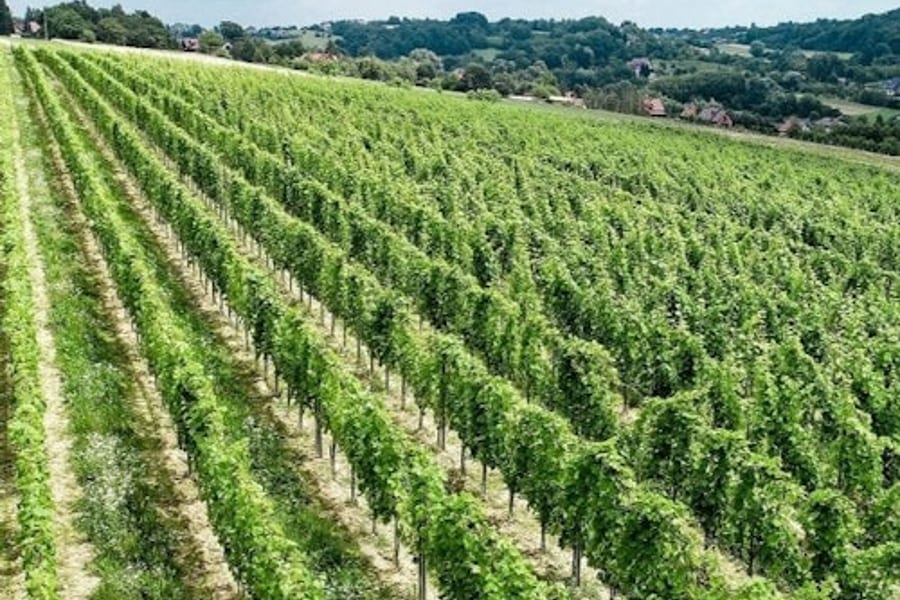 Montalcino: Wijngaardtour + Wijnproeverij, at Krakow Food Drink Tours, Krakow