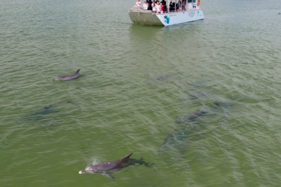 海豚探索中心巴姆貝里:生態巡航之旅, at Dolphin Discovery Centre Bunbury, Bunbury