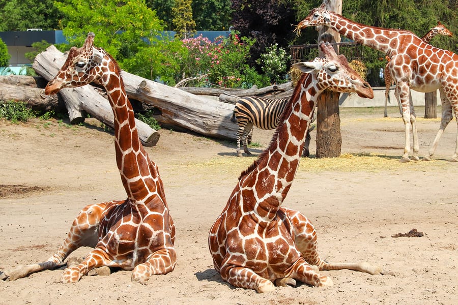 Wroclaw Zoo Skip-the-Line Tickets, Wroclaw