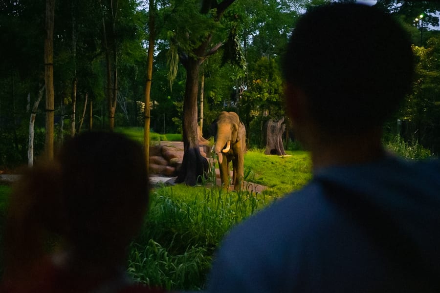 2-Parks Destination Pass: Night Safari + Rainforest Wild ASIA, Singapore