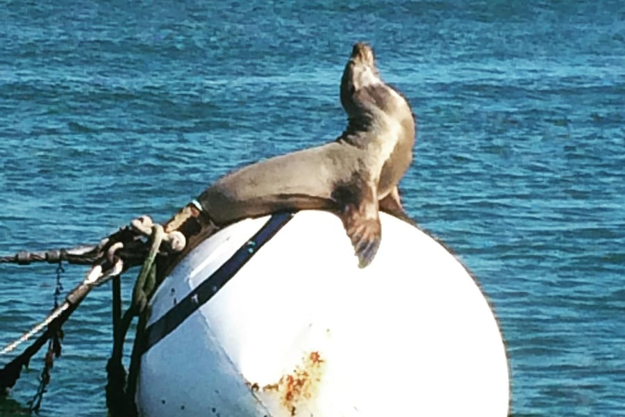 San Diego Bay: Sunset Sail Aboard a Classic Yacht, San Diego