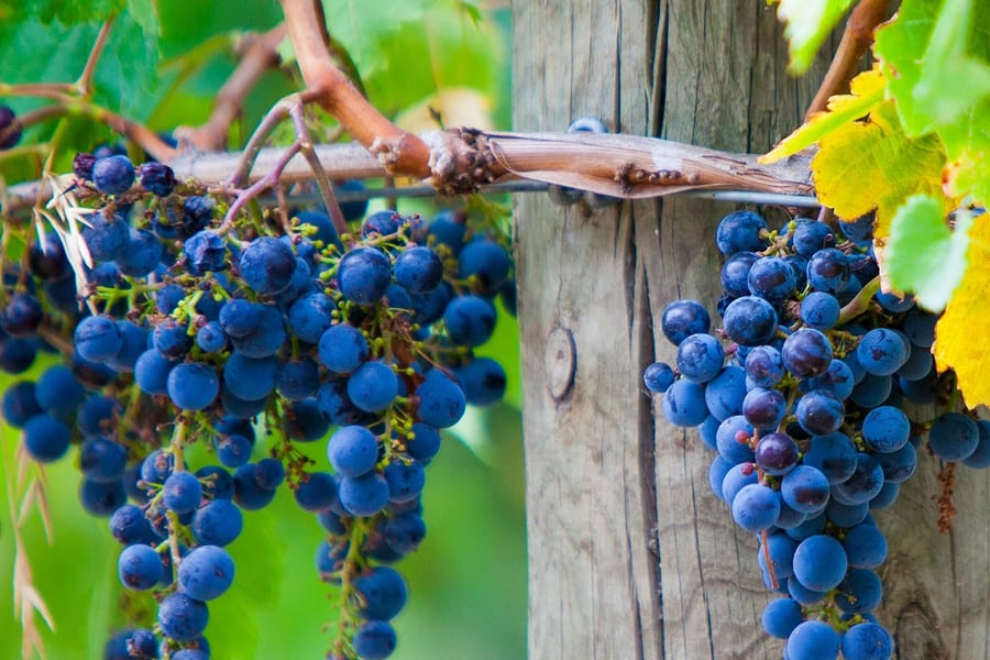 Tour de Vin na Península de Mornington a partir de Melbourne com Almoço, Melbourne