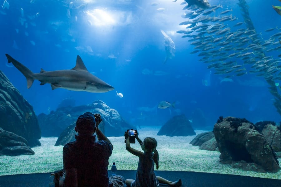 Oceanário de Lisboa: Entry Ticket, at Oceanário de Lisboa