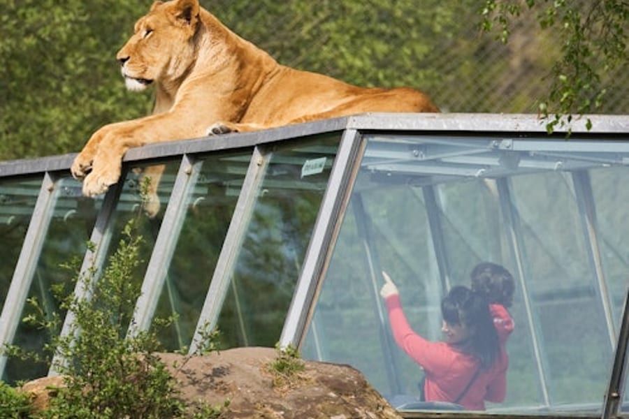 Safari Thoiry: Entry Ticket, at Safari de Thoiry