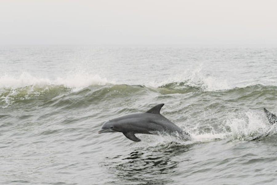 Tarifa: Dolphin & Whale Watching Tour from Seville