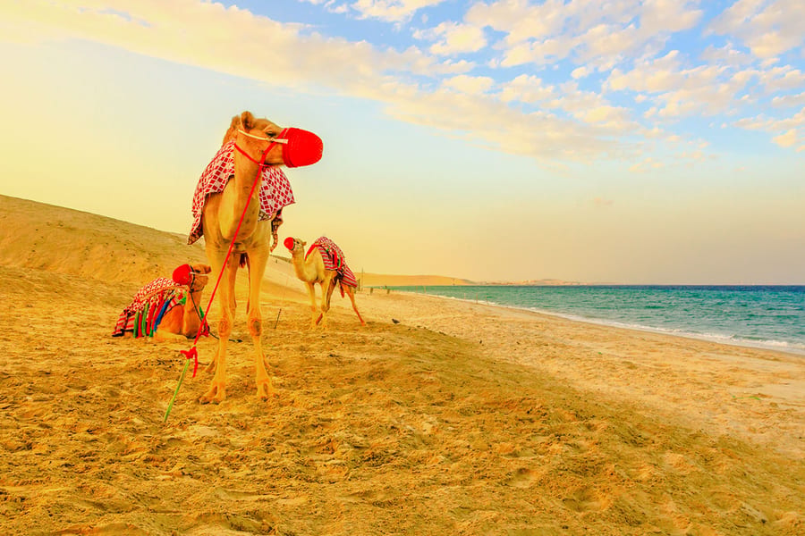 Premium Doha Desert Safari with Dune Bashing, Sandboarding, Camel Ride, Quad Biking & Inland Sea, Doha