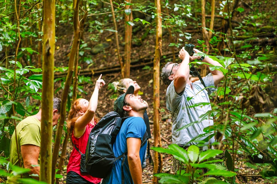 Big Island: Hakalau Forest Birdwatching Tour, Hawaii