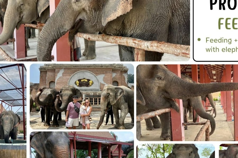 Freedom Elephant Reserve Phuket: Entry + Feeding Experience, at Freedom Elephant Reserve Phuket