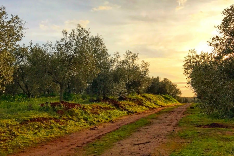 Olive Oil Farm from Seville: Guided Tour, at Olive Oil Day Trips from Seville