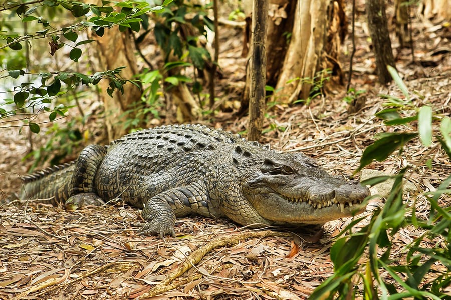 Half-Day Tour of Hartley’s Crocodile Adventures, at Hartley's Crocodile Adventures, Cairns
