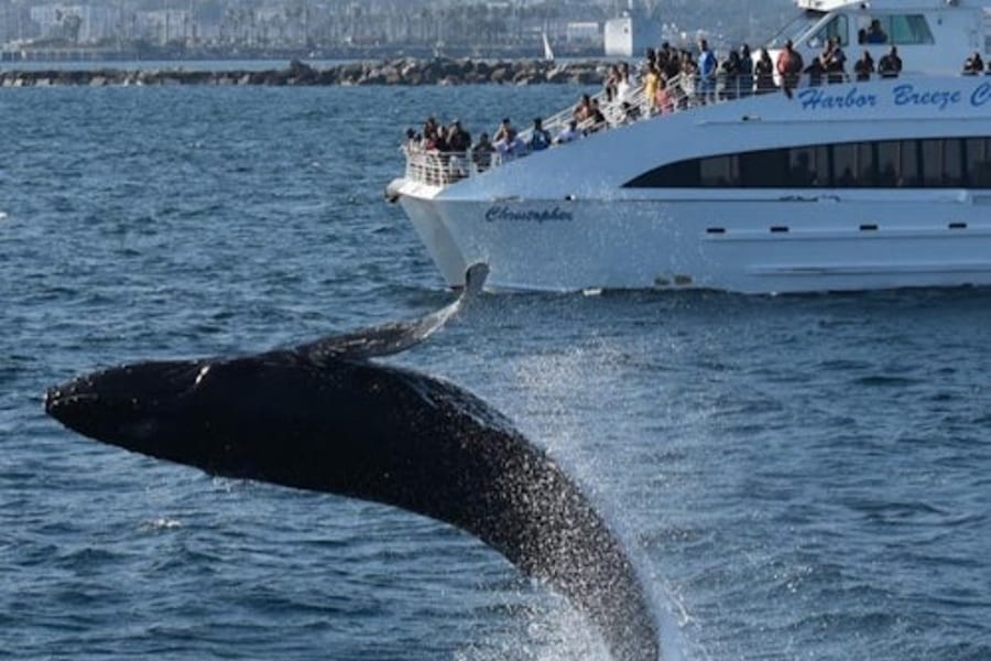 Crociera per l'osservazione di balene e delfini da Ponta Delgada, at Los Angeles Cruises, Los Angeles