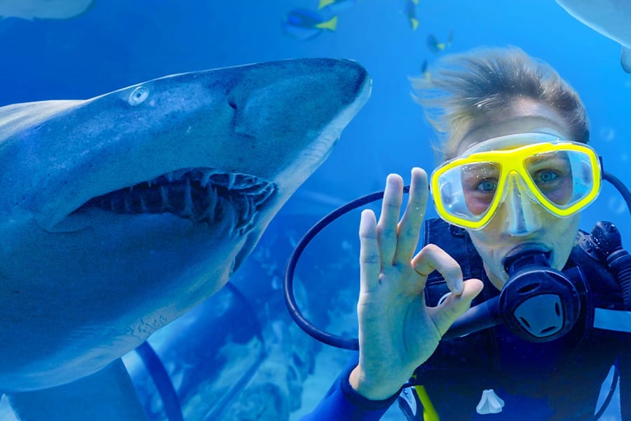 Shark Dive Xtreme -liput SEA LIFE Sydney Aquariumissa, at SEA LIFE Sydney Aquarium, Sydney