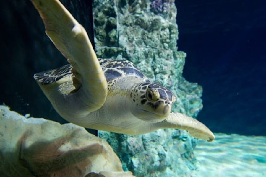 Acquario di Livorno: Entry Ticket, Livorno