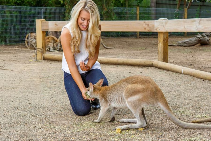 Prohlídka Modrých hor s obědem, Scenic World, Zoo, průvodcované procházky v buši a plavba po řece, Sydney