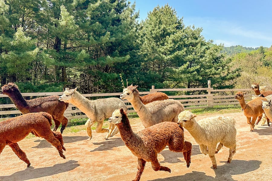 南怡島野生動物探索一日遊與羊駝世界, Seoul