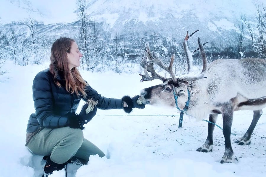 From Tromso: Reindeer Feeding Guided Tour with Chance of Northern Lights, Tromso
