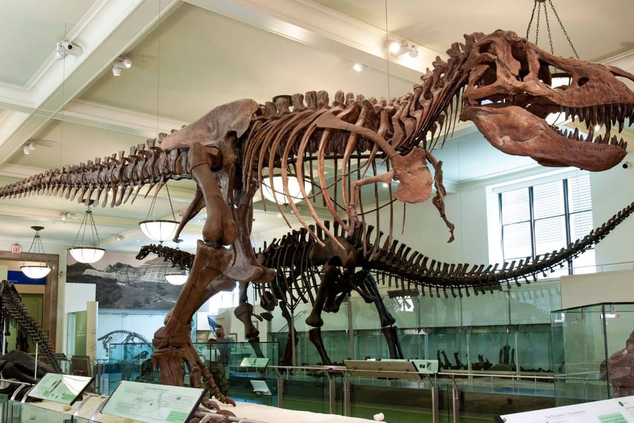 Αμερικανικό Μουσείο Φυσικής Ιστορίας, at American Museum of Natural History, New York