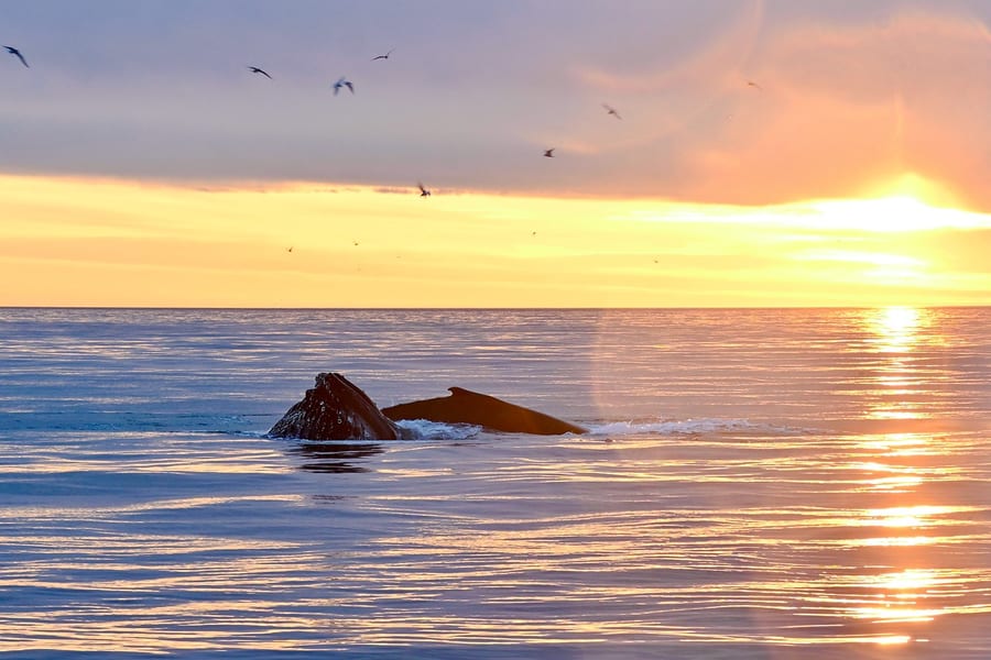 Depuis Reykjavik : Excursion d'observation des baleines sous le soleil de minuit, Reykjavik