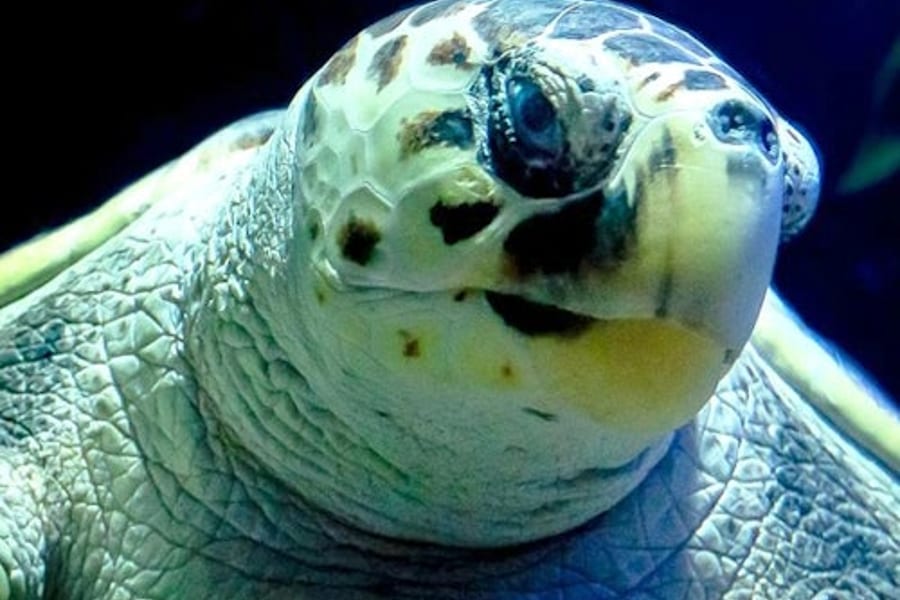 Lanzarote Aquarium: Skip The Line Ticket, Costa Teguise